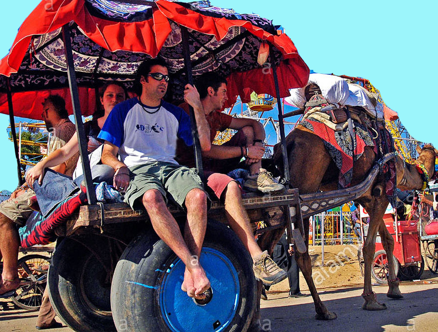 camel cart ride